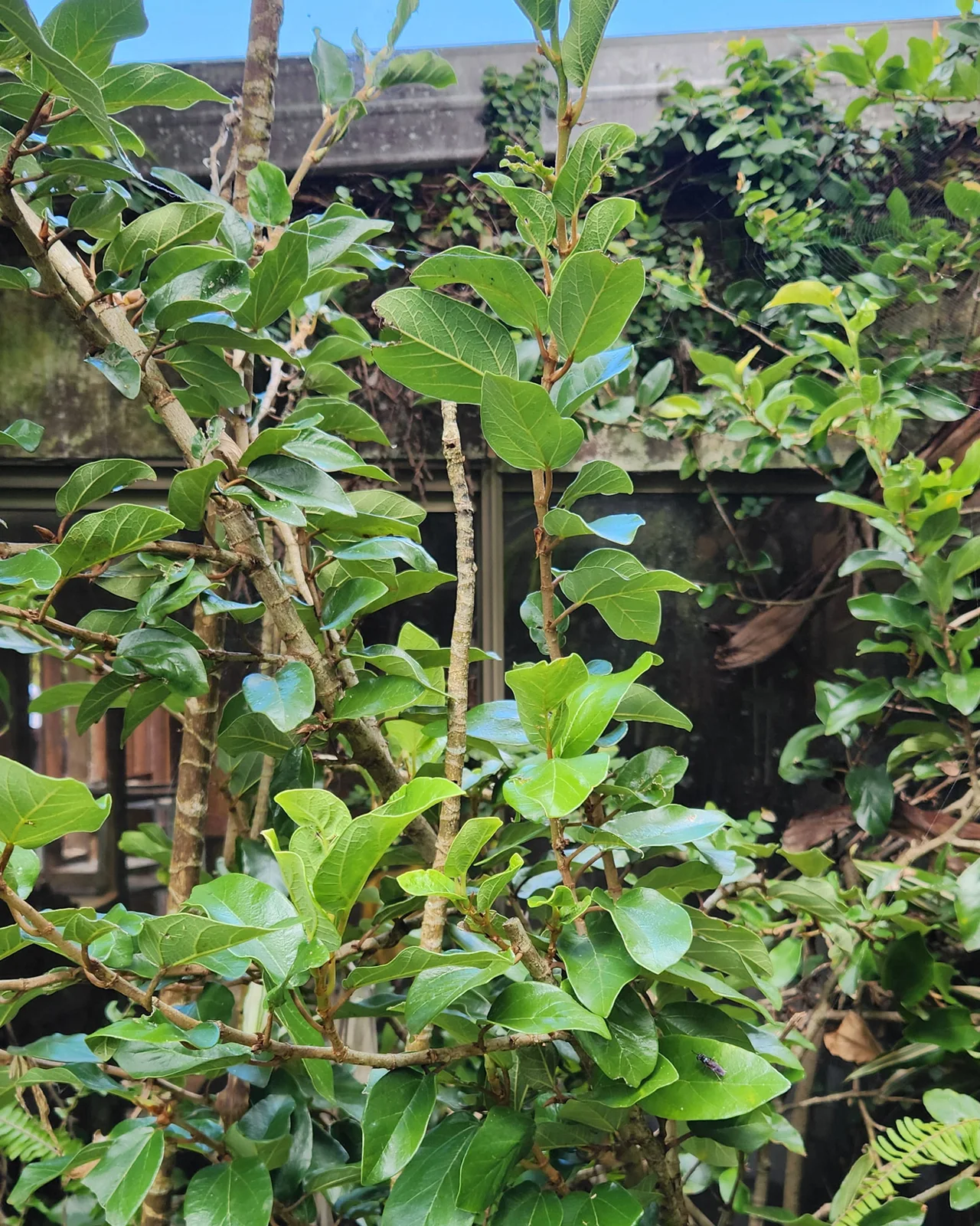 Creeping Fig - Ficus pumila
