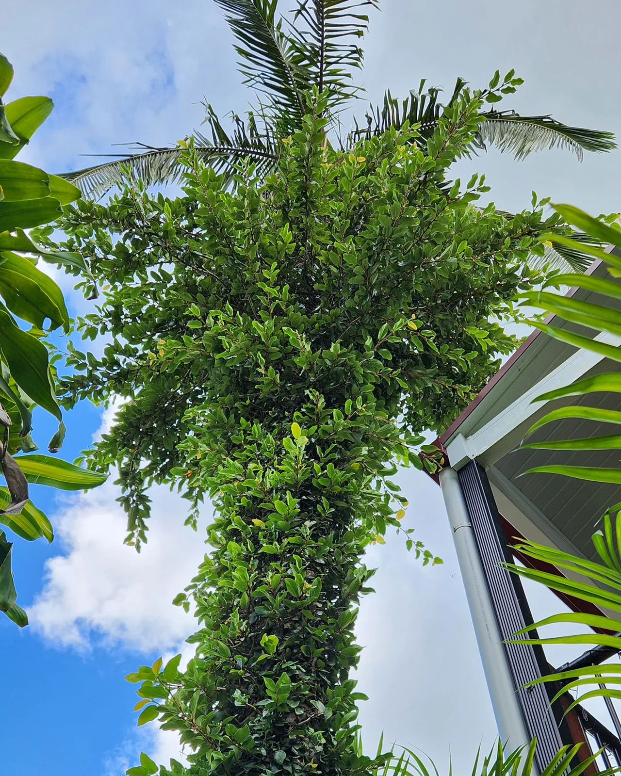 Creeping Fig - Ficus pumila