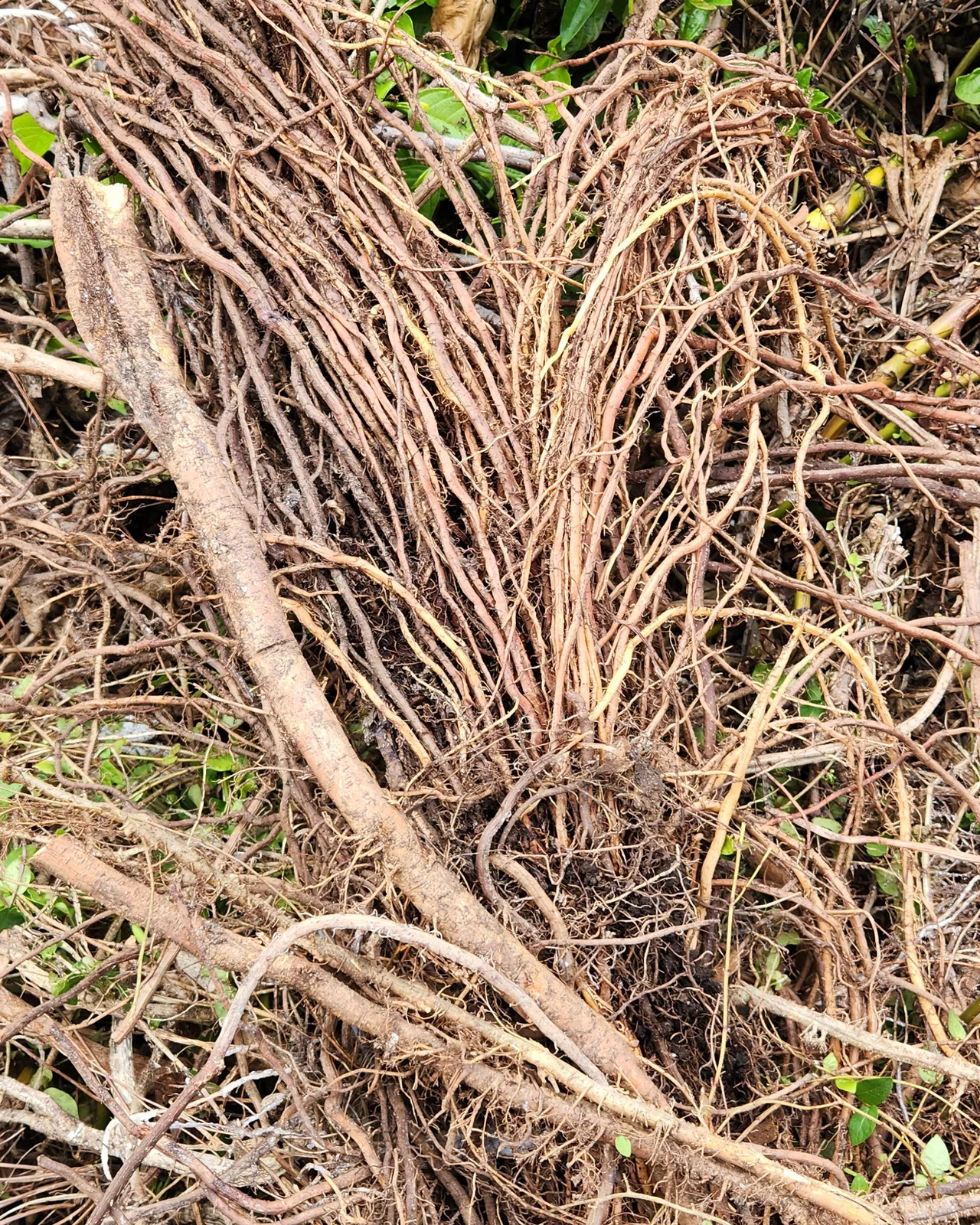 Creeping Fig - Ficus pumila