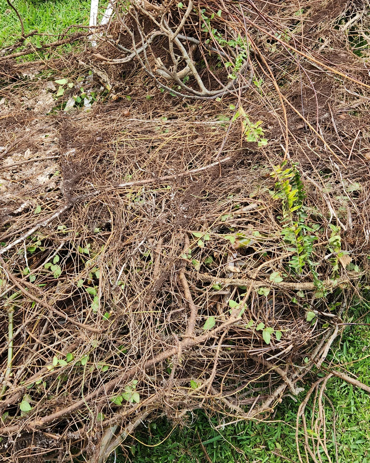 Creeping Fig - Ficus pumila