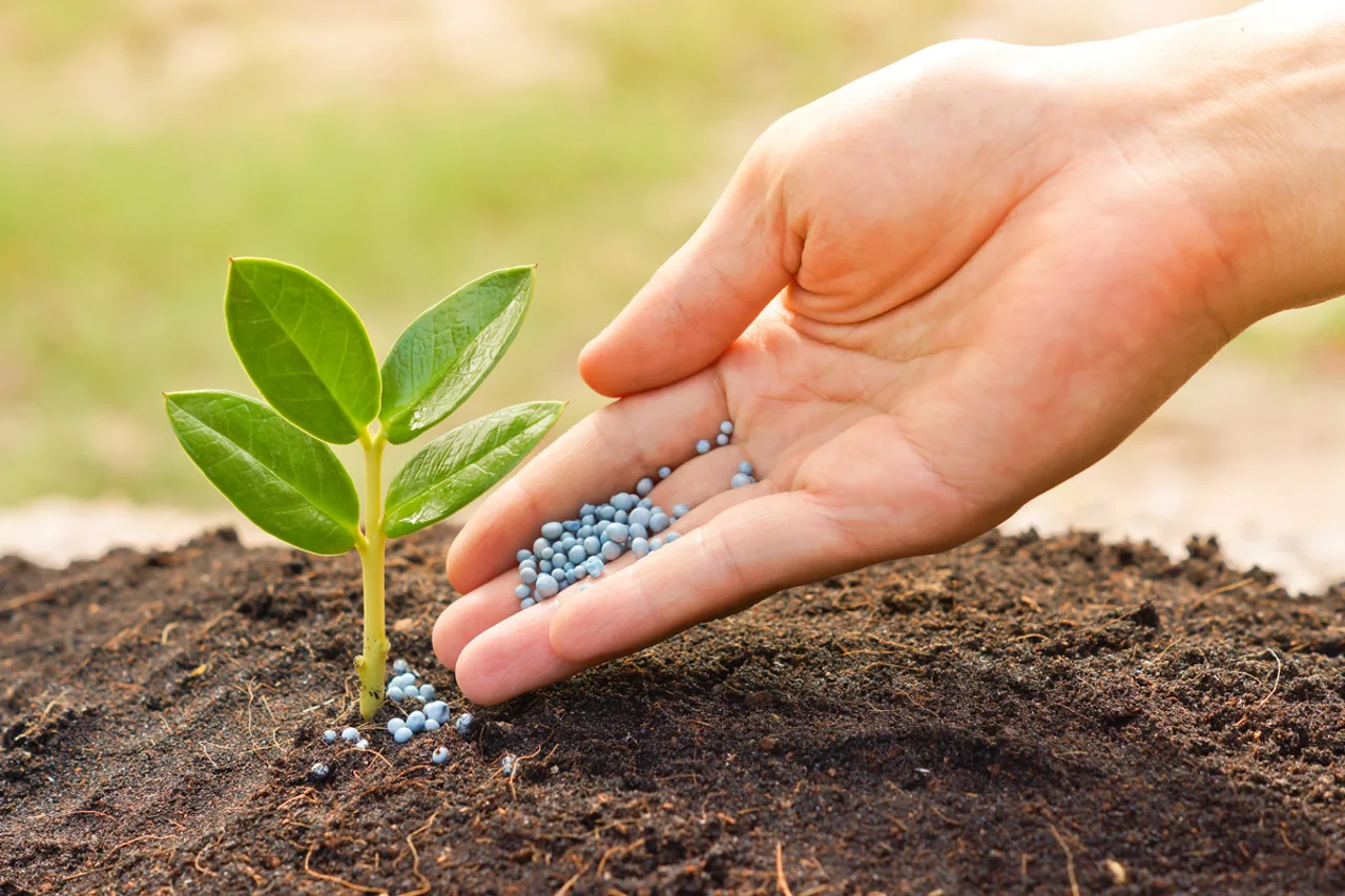 putting controlled release fertiliser on a plant