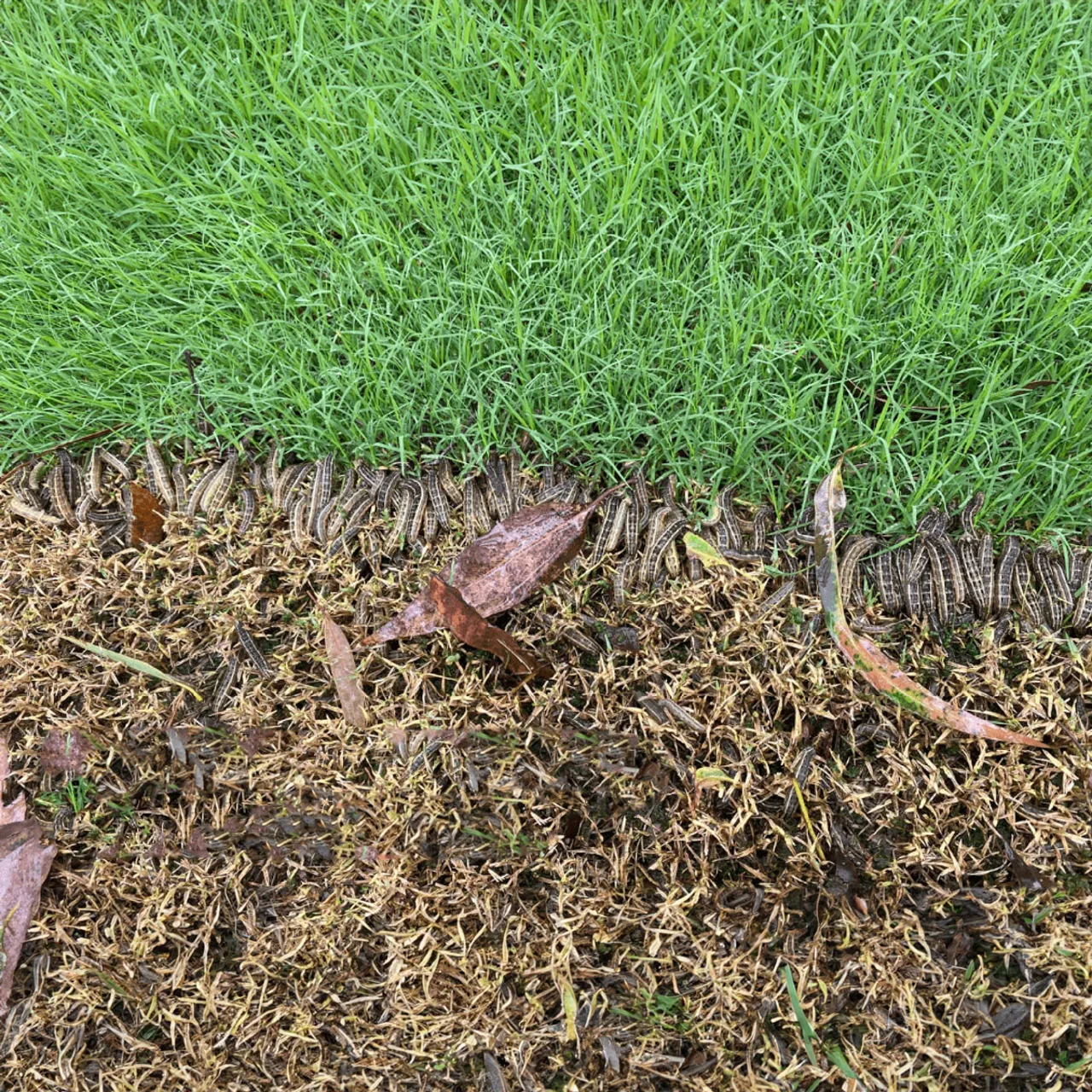 lawn grubs attacking a green lawn
