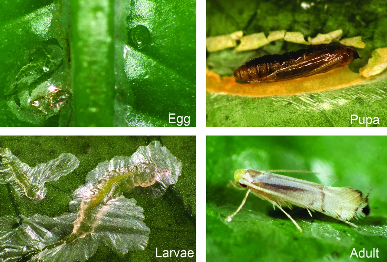 Citrus leaf miner identification