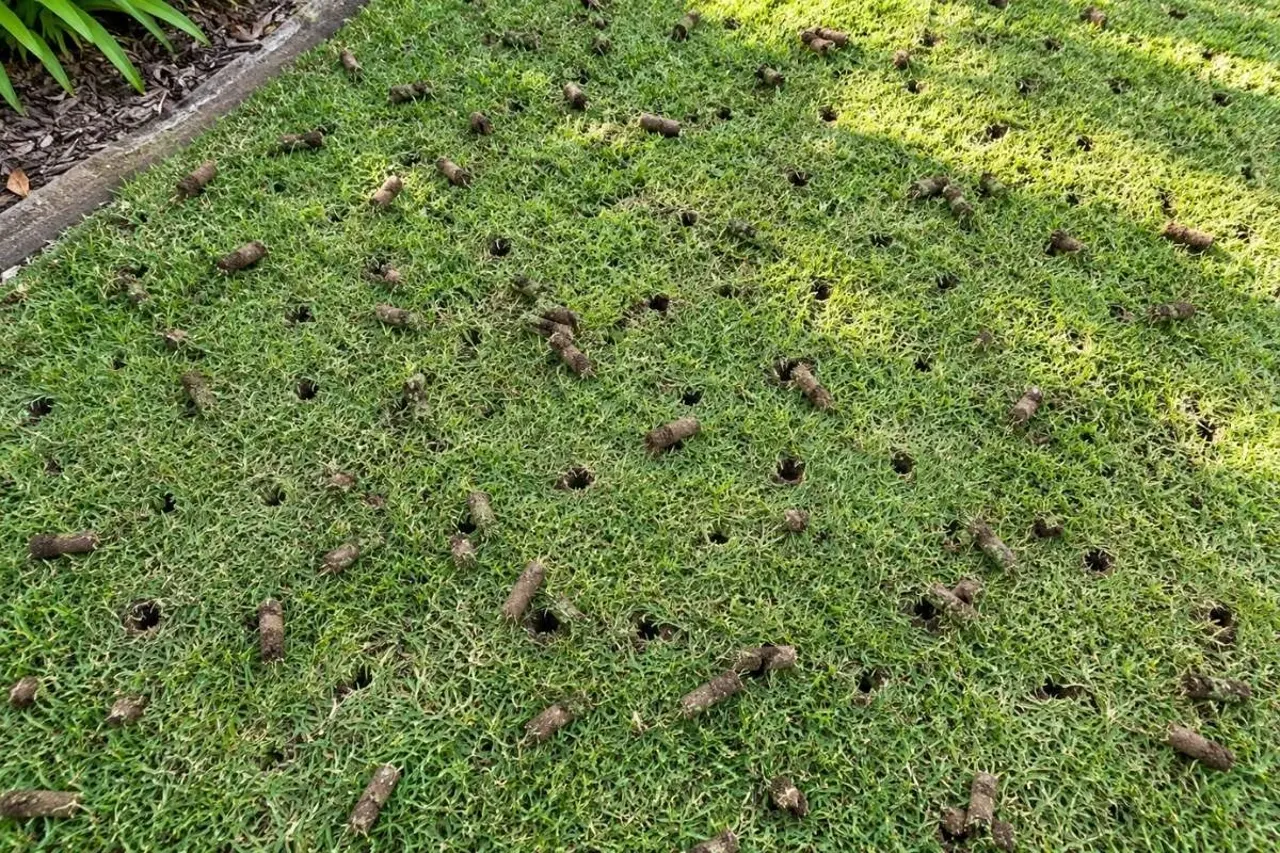 Soil cores pulled from a lawn during core aeration