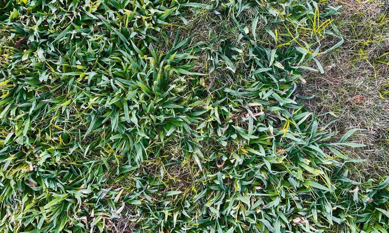Crab grass taking over the backyard of a Queensland home in September, the result of a pre-emergent applied too late