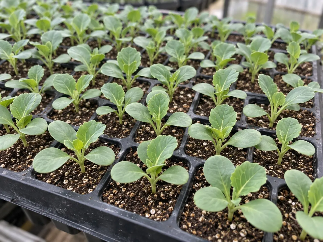 Seedlings emerging evenly across a cell tray filled with fine seed raising mix