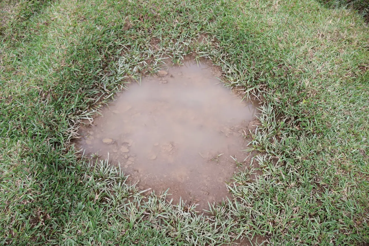 Water pooling in a muddy hollow in a bumpy lawn after rain