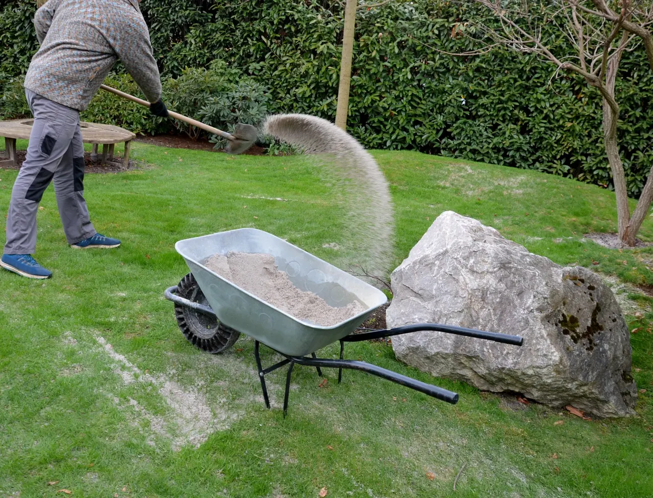 Shovelling washed sand from a wheelbarrow onto a lawn for topdressing