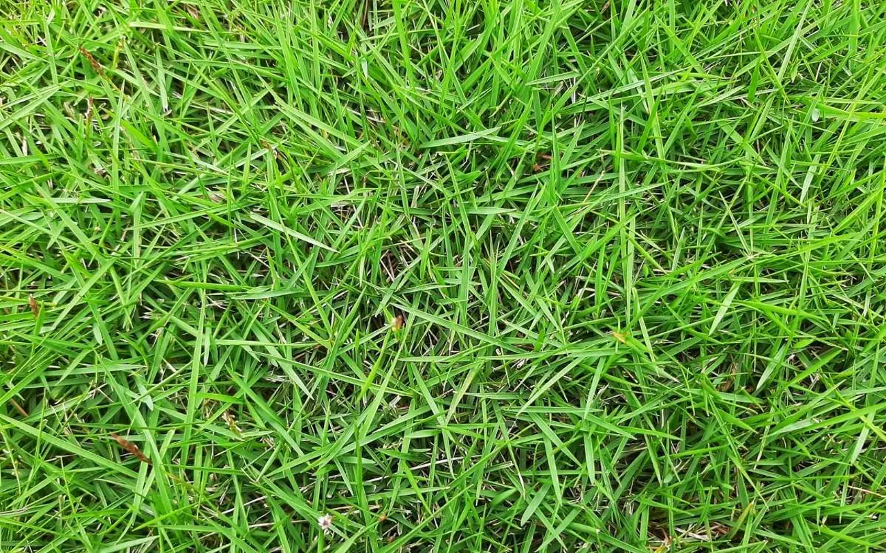 Kikuyu grass