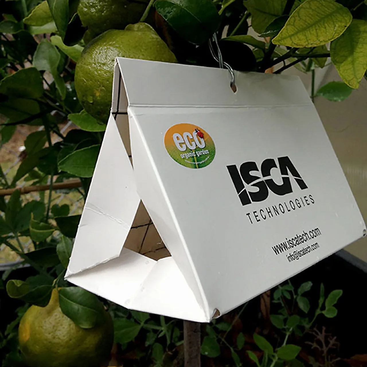 Eco-CLM Trap | Citrus Leafminer Protection — Each