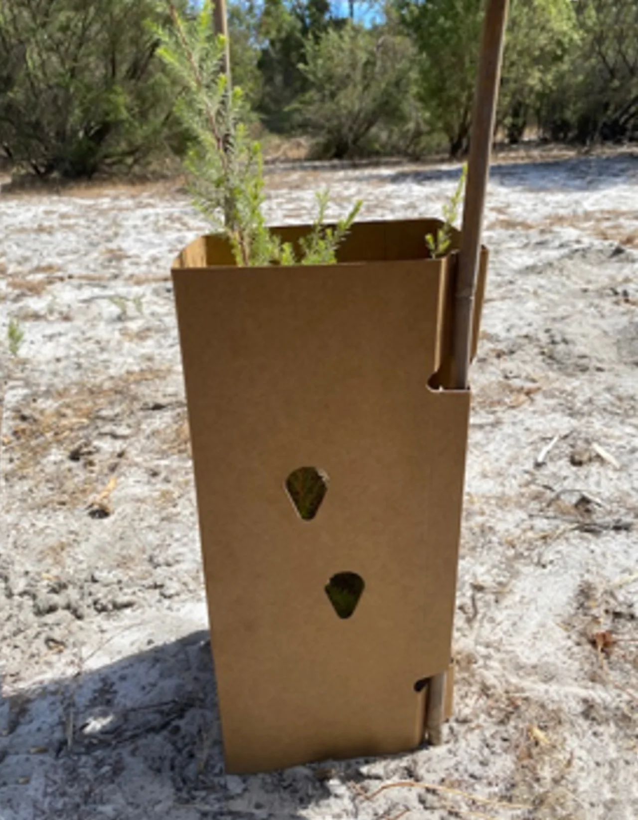 Greenguard MID Square Enviro Tree Guard — 350mm H x 150mm W · Bundle of 10
