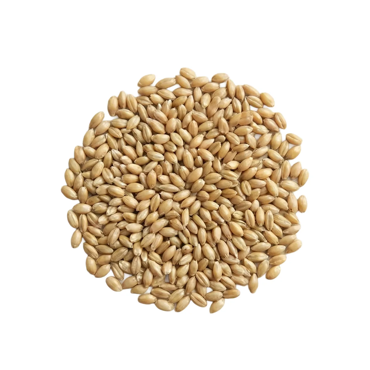 Japanese Millet Grass Seed — 1kg