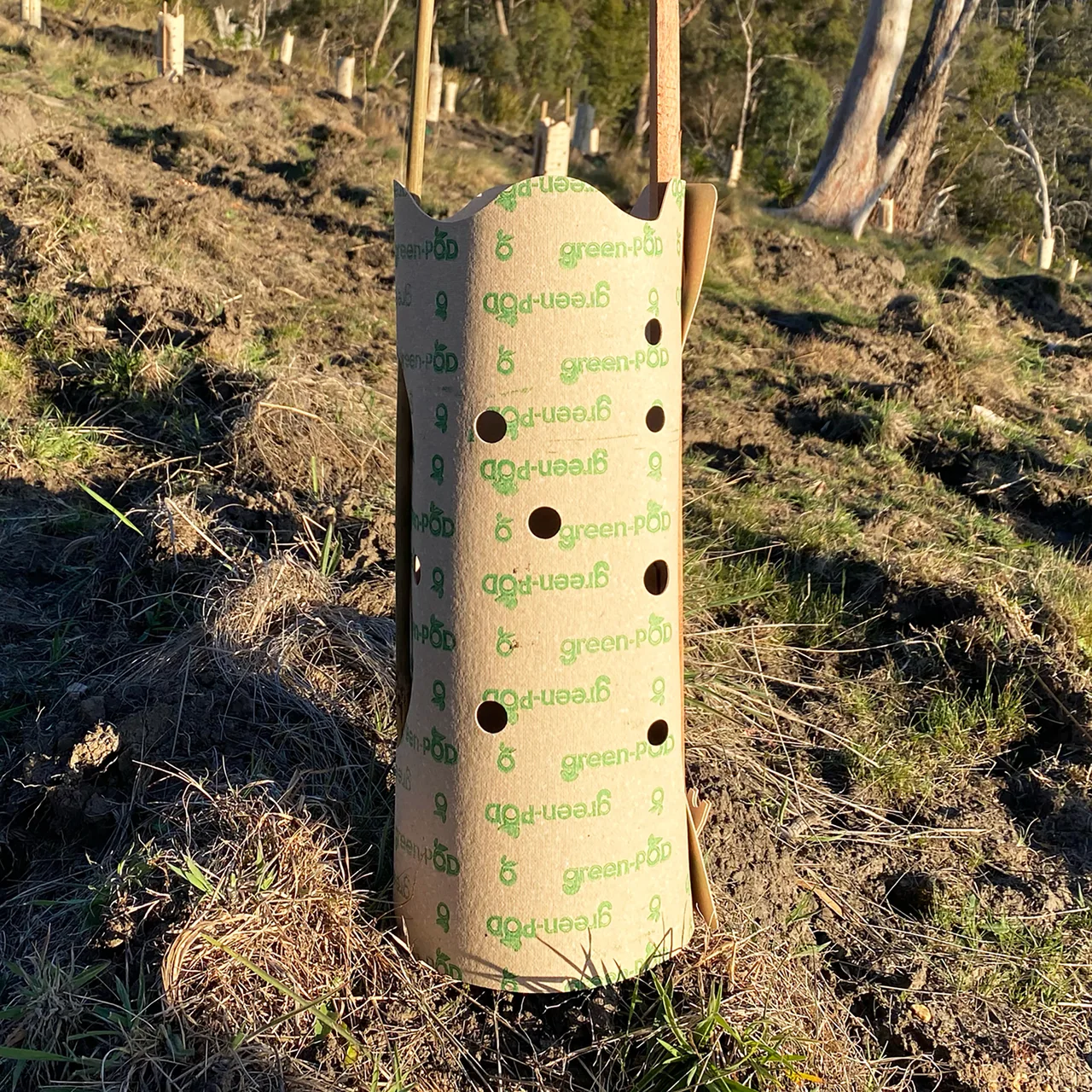 green-POD Paper Tree Guards — 450mm H x 170mm Ø · Pack of 25