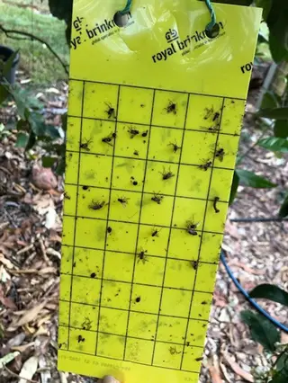 Sticky Trap with Fruit Flies