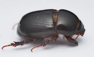 African Black Beetle — photo 1