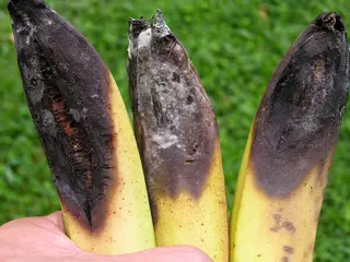 Anthracnose — photo 3