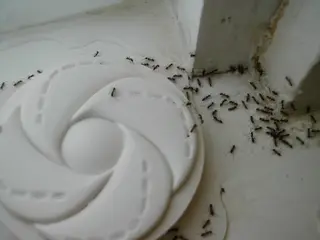 Ants — photo 3
