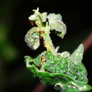 Aphids — photo 1