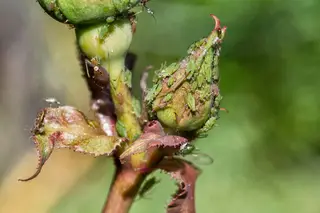 Aphids — photo 2