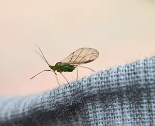 Aphids — photo 3