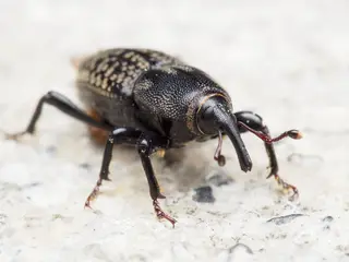 Billbug — photo 1