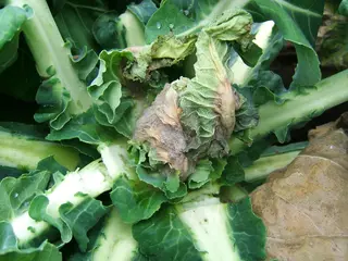 Botrytis — photo 3