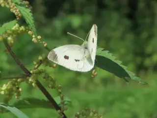 Cabbage White Butterfly — photo 1