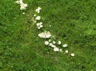 Fairy Ring — photo 1