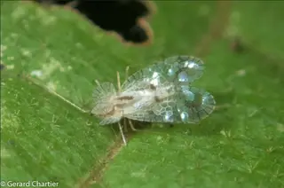 Lace Bugs — photo 2