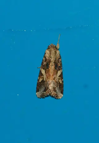 Lawn Armyworm — photo 3