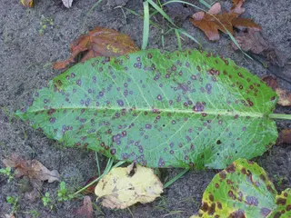 Leaf Spot and Leaf Blotch — photo 2