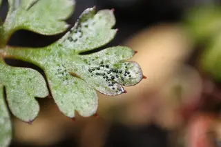 Leaf Spot and Leaf Blotch — photo 3