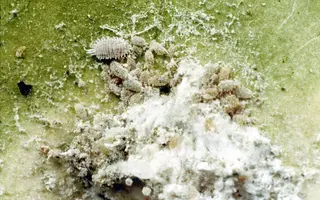 Mealybug — photo 2
