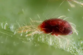 Mites — photo 1