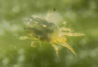 Mites — photo 3