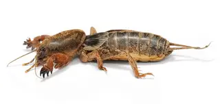 Mole Cricket — photo 1