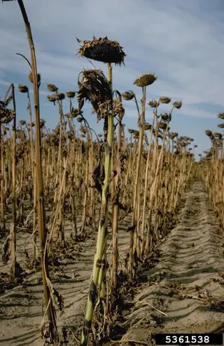 Phoma — photo 3