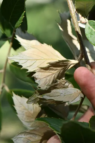 Powdery Mildew — photo 3