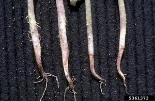 Pythium — photo 1