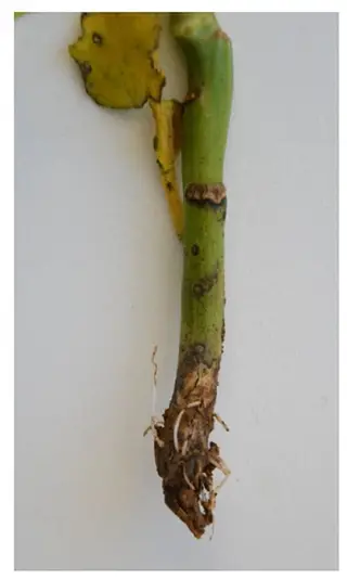 Rhizoctonia Rot — photo 1