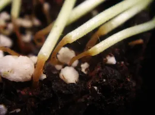 Rhizoctonia Rot — photo 2