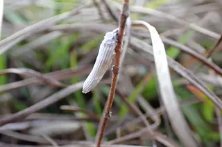 Scale — photo 2