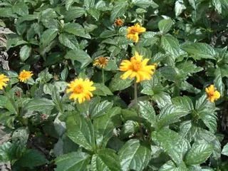 Singapore Daisy — photo 1