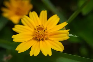 Singapore Daisy — photo 3