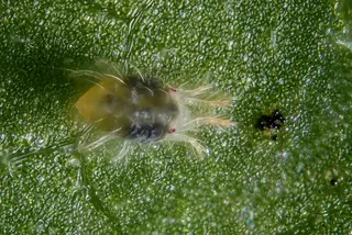Spider Mite — photo 2