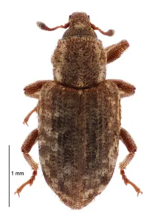 Stem Weevil — photo 1