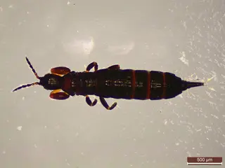 Thrips — photo 1