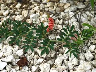 Creeping Indigo — photo 1