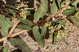 Spurge — photo 1