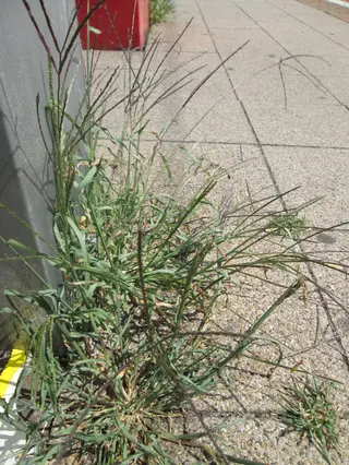 Summer Grass — photo 2